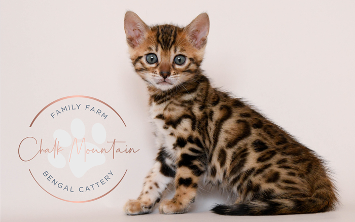 Bengal kitten for sale